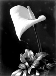 Aronskelk in een bloempot met takken van een rozenstruik, Bestanddeelnr 189-1190