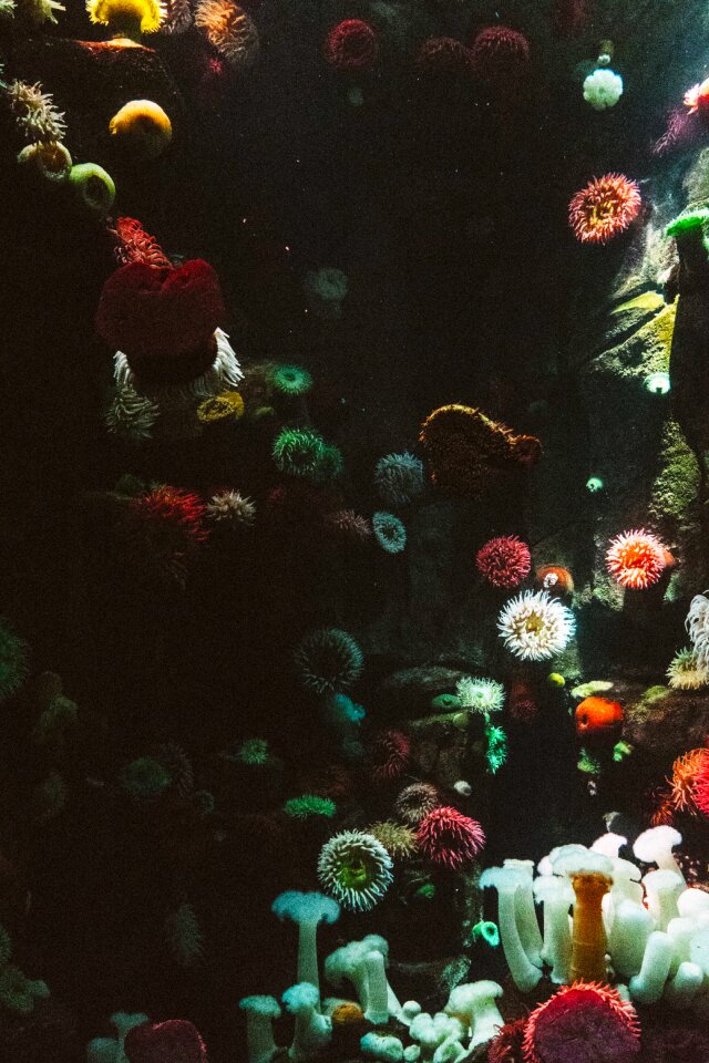 Color coral decoration