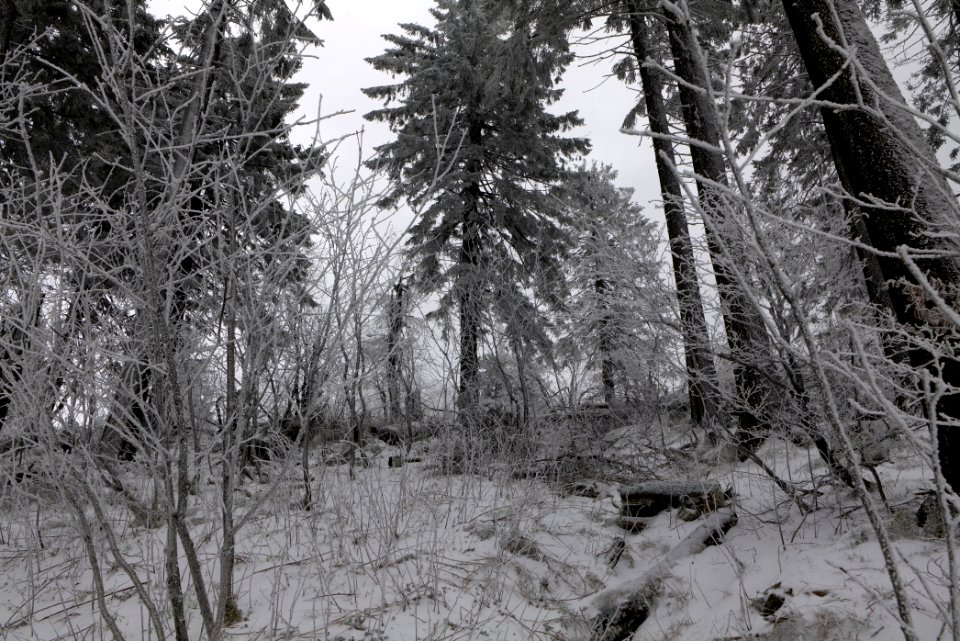 Around Brunhildispfad Großer Feldberg with snow 2021-04-06 62