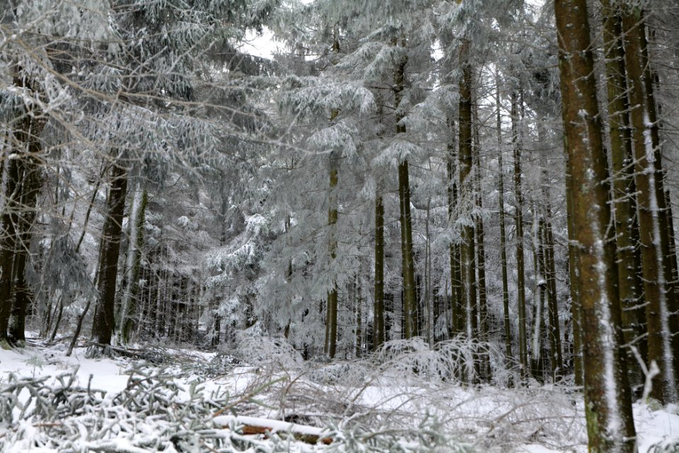 Around Brunhildispfad Großer Feldberg with snow 2021-04-06 18