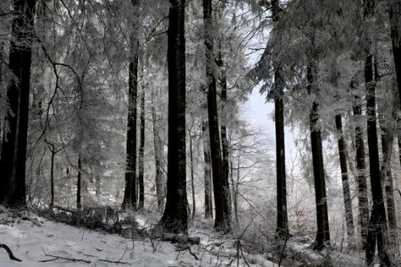 Around Brunhildispfad Großer Feldberg with snow 2021-04-06 13