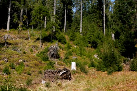 Around Schwarzenbach Northern Black Forest 2020-03-15 71