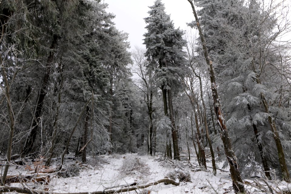 Around Brunhildispfad Großer Feldberg with snow 2021-04-06 35