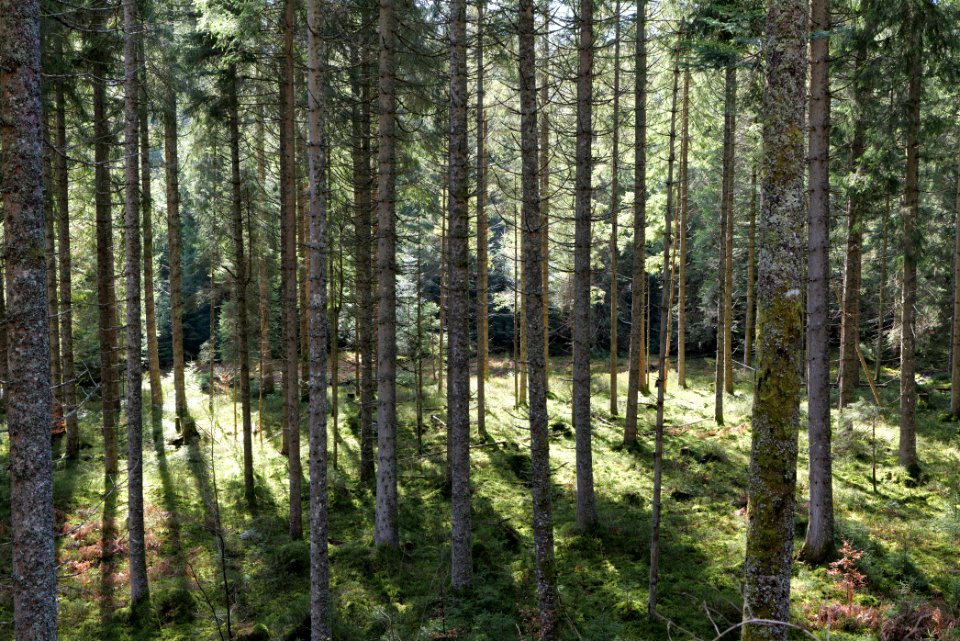 Around Schwarzenbach Northern Black Forest 2020-03-15 46