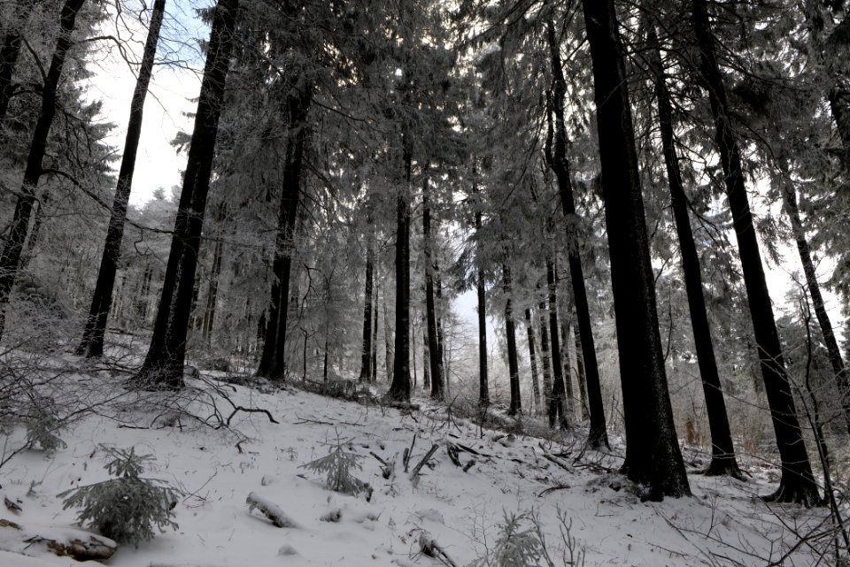 Around Brunhildispfad Großer Feldberg with snow 2021-04-06 16
