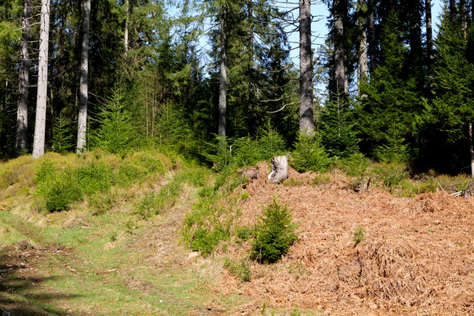 Around Schwarzenbach Northern Black Forest 2020-03-15 75