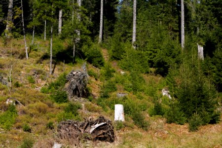 Around Schwarzenbach Northern Black Forest 2020-03-15 68