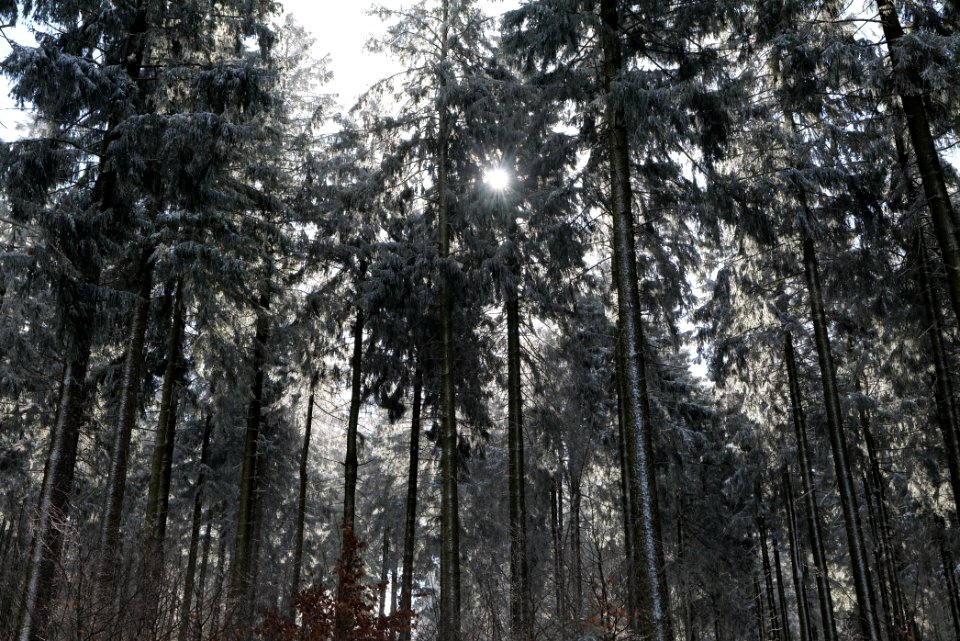 Around Weilquellpfad Taunus with snow 2021-04-06 13