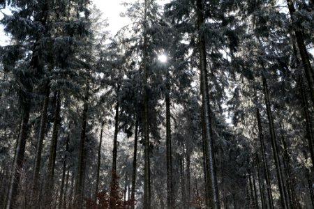Around Weilquellpfad Taunus with snow 2021-04-06 13