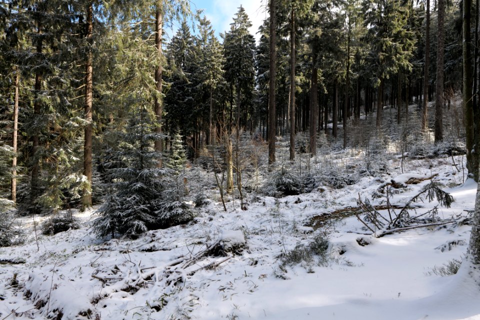 Around Weilquellpfad Taunus with snow 2021-04-06 09