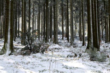 Around Weilquellpfad Taunus with snow 2021-04-06 05