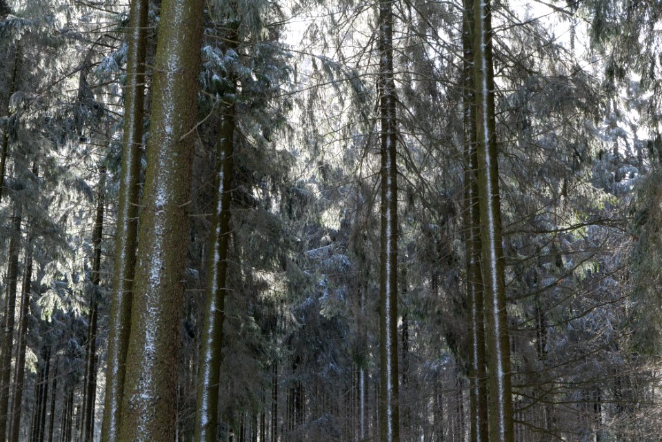 Around Weilquellpfad Taunus with snow 2021-04-06 01