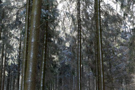 Around Weilquellpfad Taunus with snow 2021-04-06 01