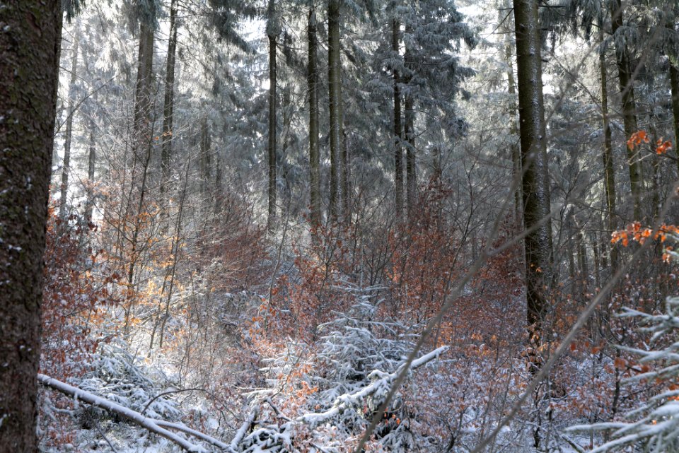Around Weilquellpfad Taunus with snow 2021-04-06 18