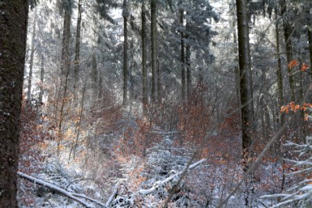 Around Weilquellpfad Taunus with snow 2021-04-06 18