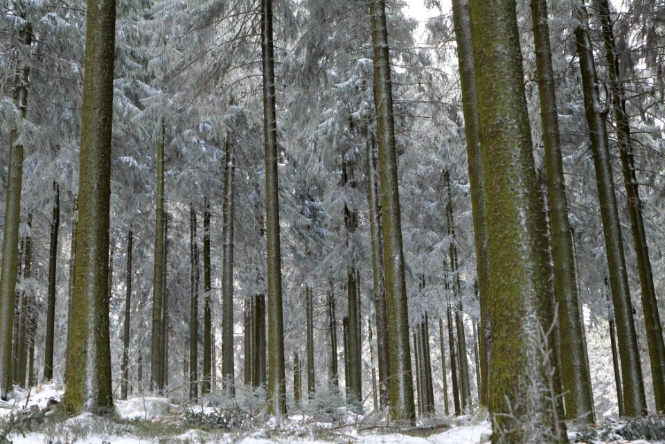 Around Weilquellpfad Taunus with snow 2021-04-06 34
