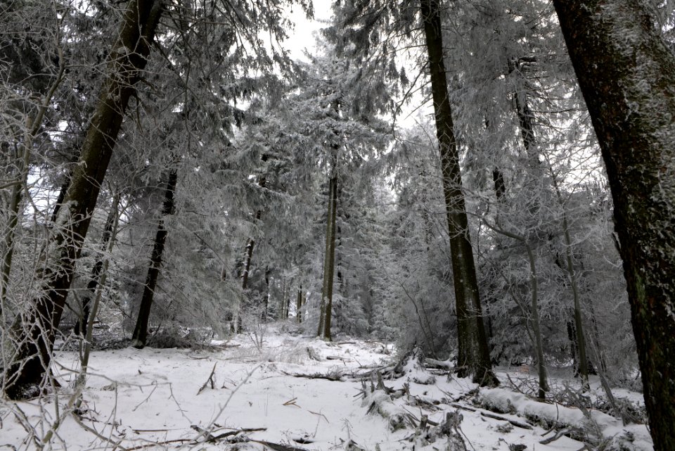 Around Brunhildispfad Großer Feldberg with snow 2021-04-06 40