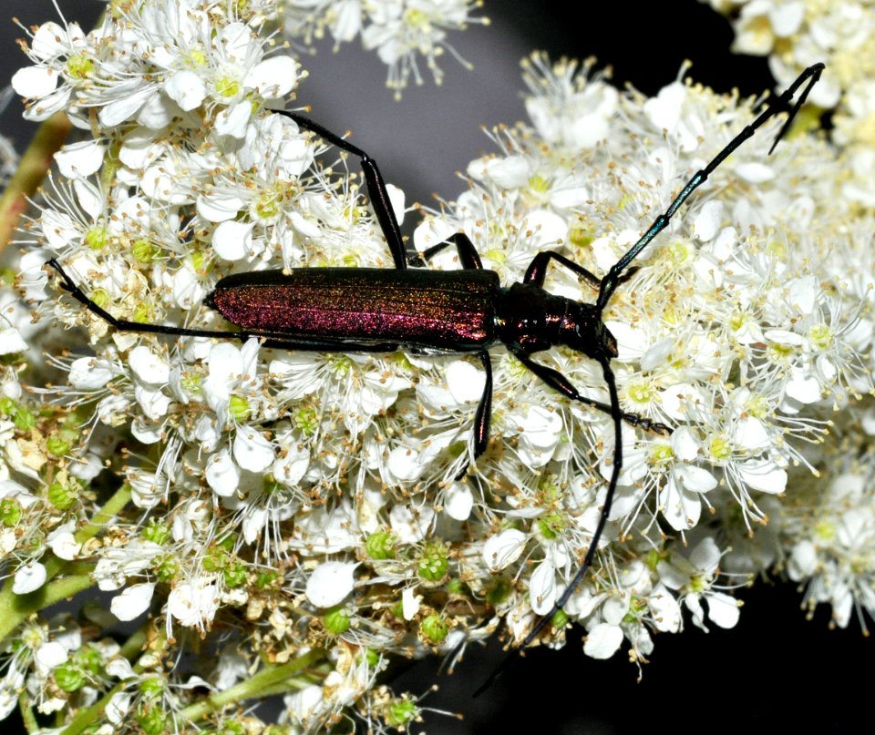 Aromia-moschata-06-fws