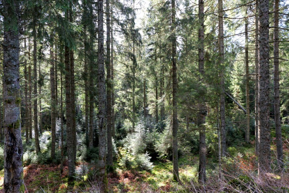 Around Schwarzenbach Northern Black Forest 2020-03-15 40