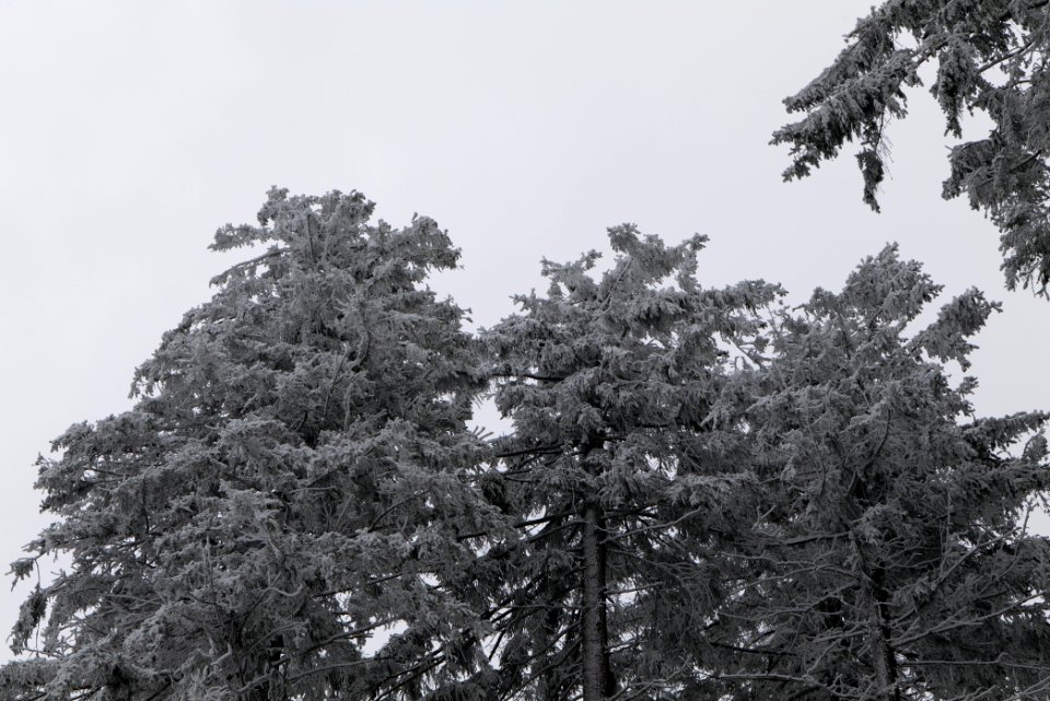 Around Brunhildispfad Großer Feldberg with snow 2021-04-06 60