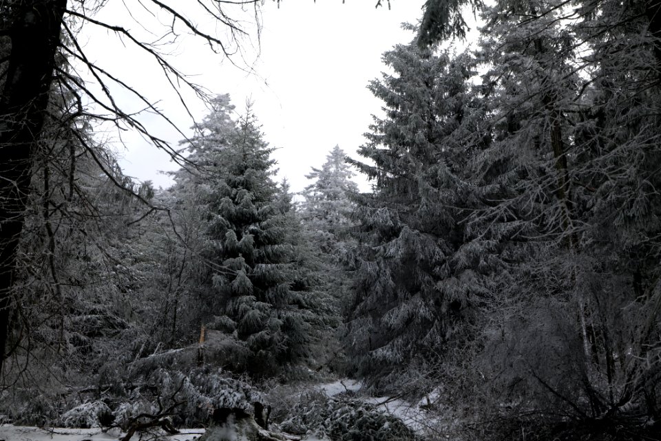 Around Brunhildispfad Großer Feldberg with snow 2021-04-06 43