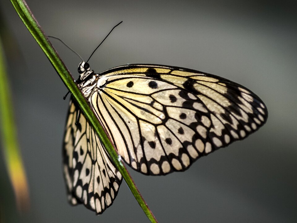 Insect nature animal