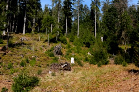 Around Schwarzenbach Northern Black Forest 2020-03-15 69
