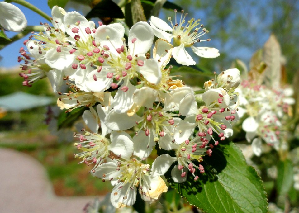 Aronia arbutifolia 'Brilliantissima' - United States Botanic Garden - DSC09472
