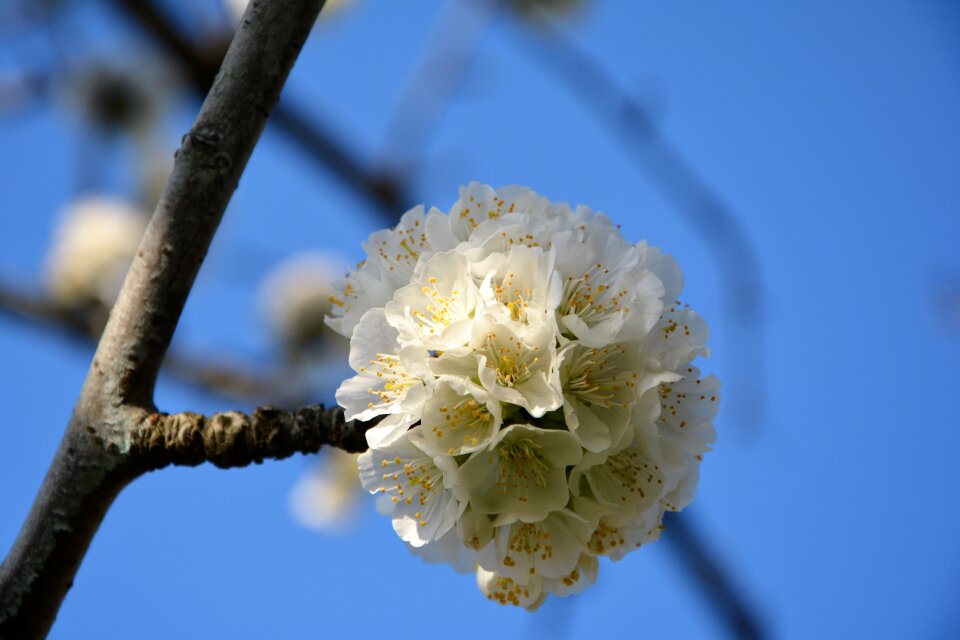 Spring nature spring flowers