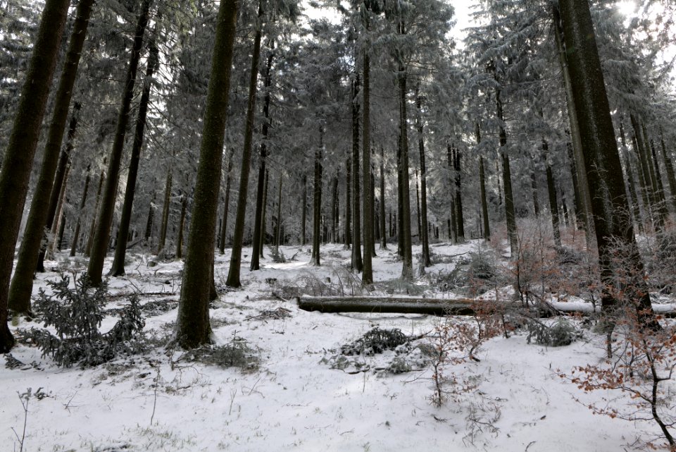 Around Weilquellpfad Taunus with snow 2021-04-06 43