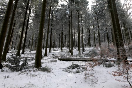 Around Weilquellpfad Taunus with snow 2021-04-06 43