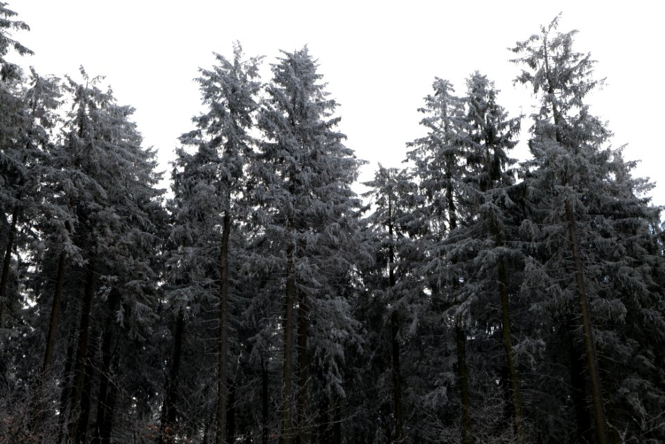 Around Weilquellpfad Taunus with snow 2021-04-06 42
