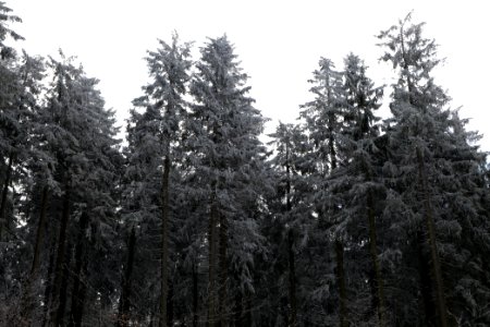 Around Weilquellpfad Taunus with snow 2021-04-06 42