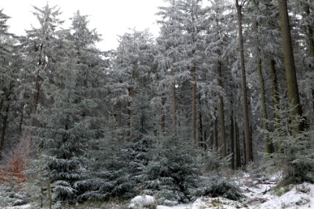 Around Weilquellpfad Taunus with snow 2021-04-06 40