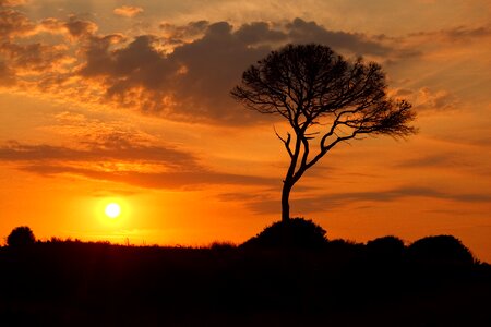 Sunset dawn branch photo