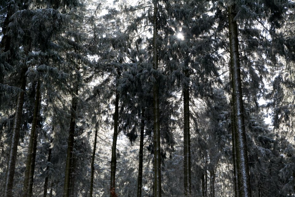Around Weilquellpfad Taunus with snow 2021-04-06 12