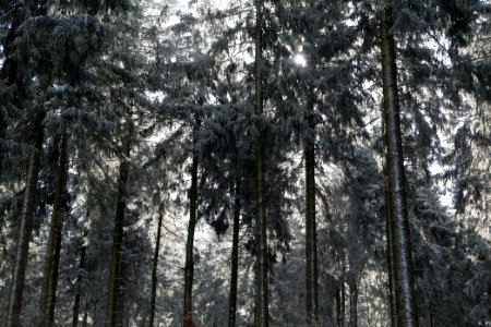 Around Weilquellpfad Taunus with snow 2021-04-06 12