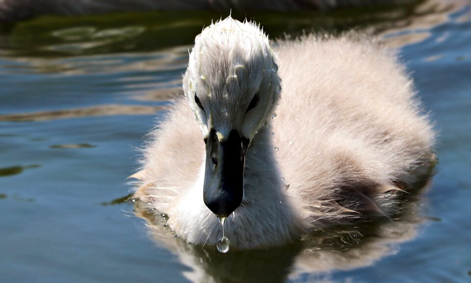 Lake water bird cygnet