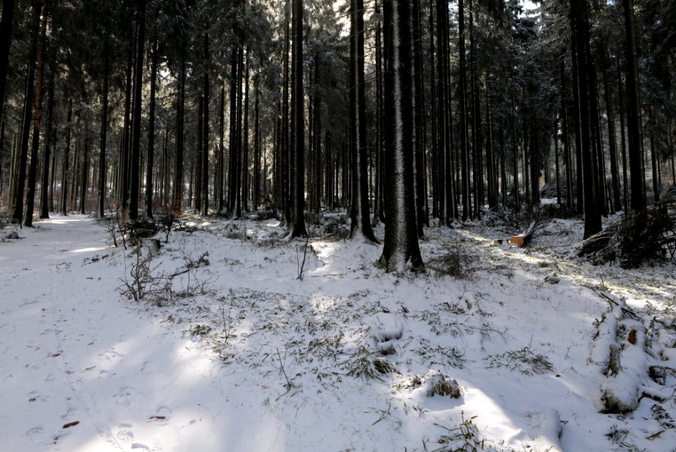 Around Weilquellpfad Taunus with snow 2021-04-06 03