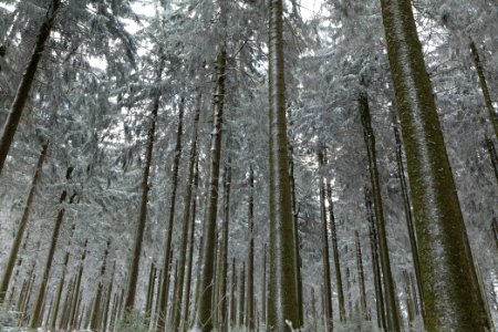 Around Weilquellpfad Taunus with snow 2021-04-06 33