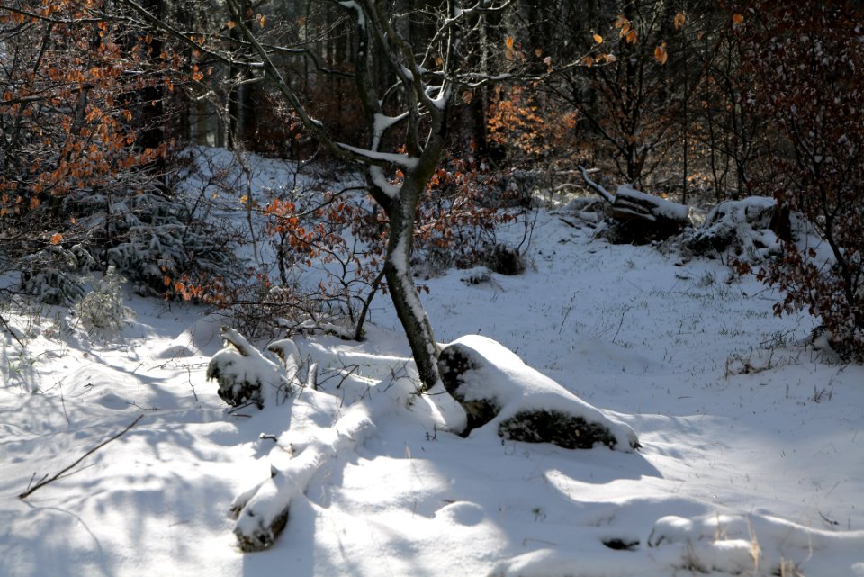 Around Weilquellpfad Taunus with snow 2021-04-06 16