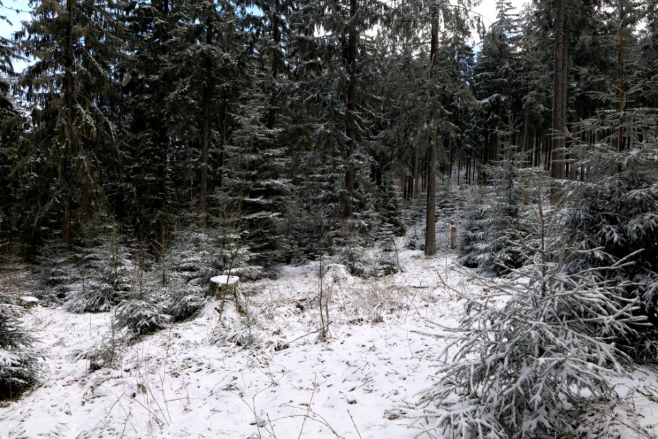 Around Weilquellpfad Taunus with snow 2021-04-06 06