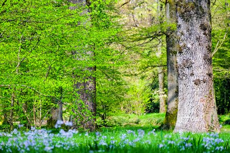 Environment landscape plant photo