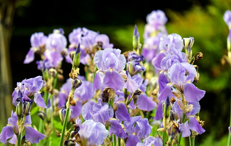 Bloom bloom violet