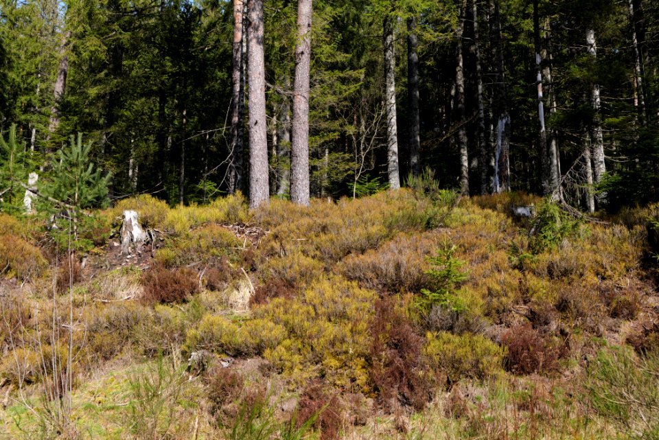 Around Schwarzenbach Northern Black Forest 2020-03-15 37