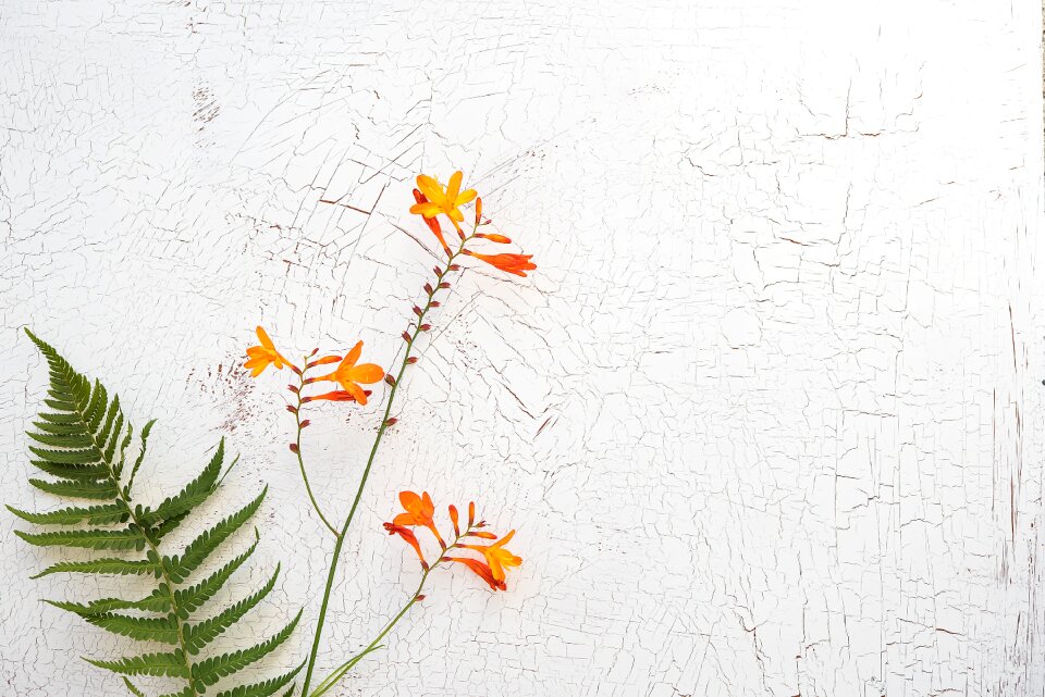 Garden montbretia long stems blossom
