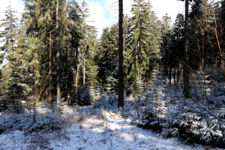 Around Weilquellpfad Taunus with snow 2021-04-06 10