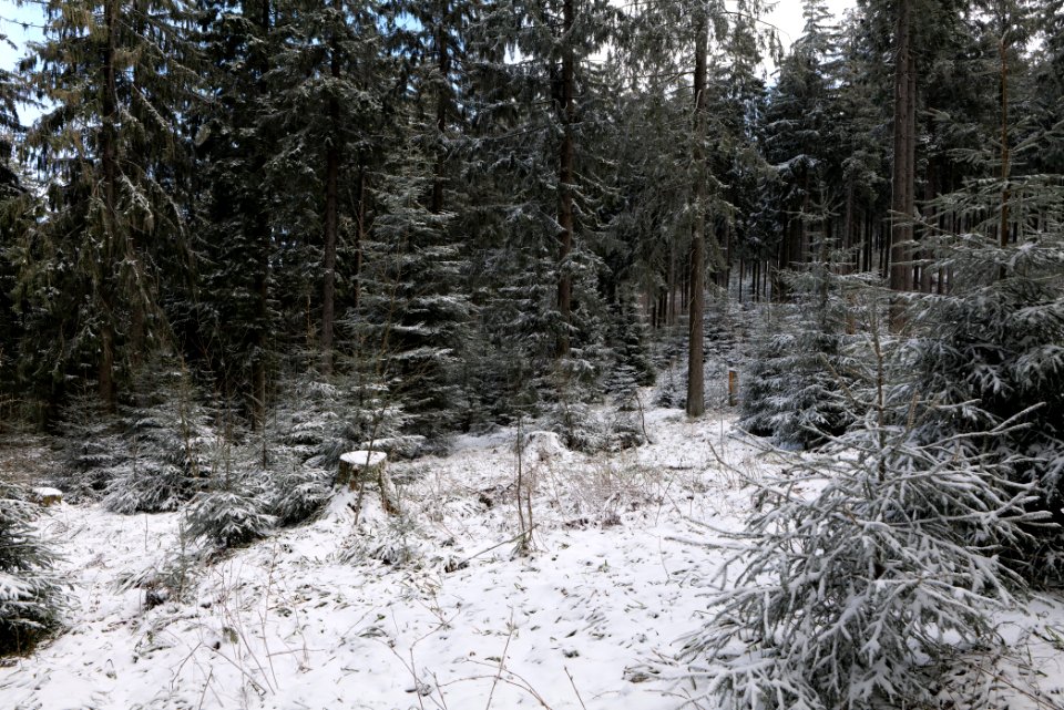 Around Weilquellpfad Taunus with snow 2021-04-06 07