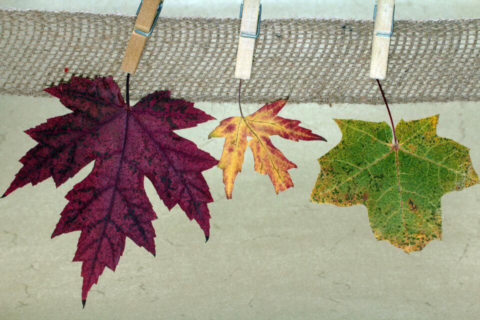 Maple leaf color clothespins autumn colors