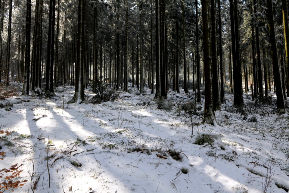 Around Weilquellpfad Taunus with snow 2021-04-06 04